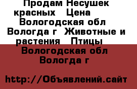 Продам Несушек красных › Цена ­ 450 - Вологодская обл., Вологда г. Животные и растения » Птицы   . Вологодская обл.,Вологда г.